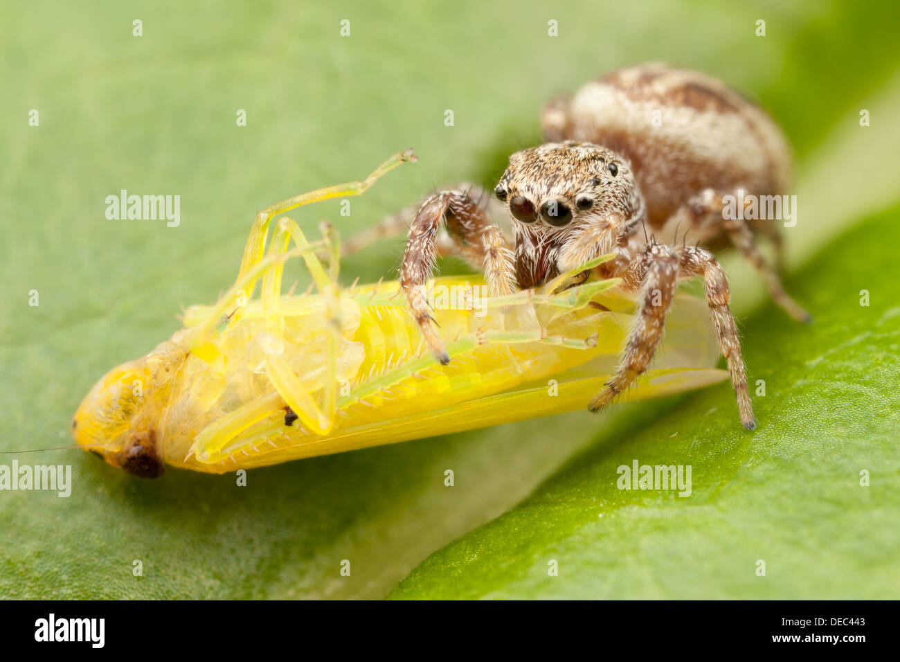 A Jumping Spider (Pelegrina proterva) - Female stands on a leaf with its newly caught leafhopper prey Stock Photo