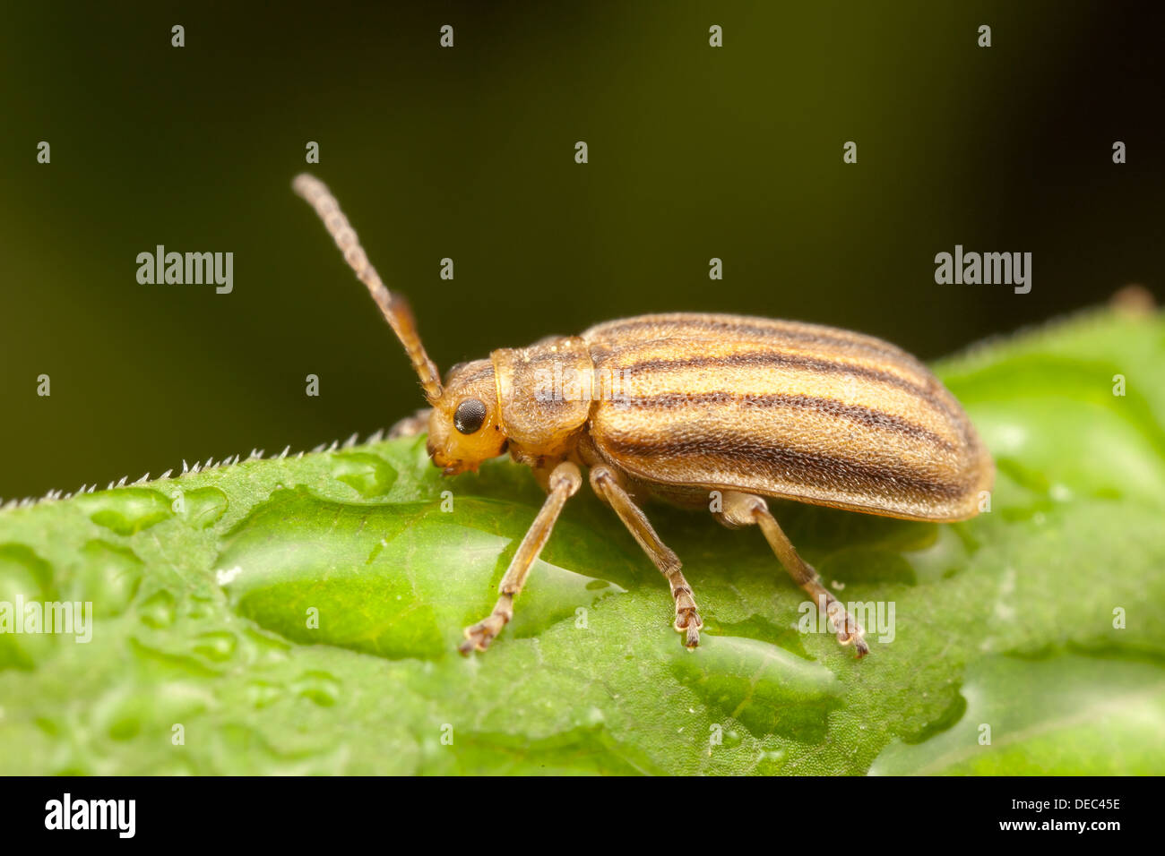Leaf Beetle (Ophraella conferta) Stock Photo
