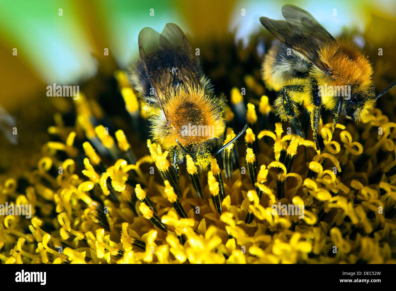 Two Bumble Bees (Bombus sp.) collecting nectar and spreading pollen on a sunflower, Berlin, Germany Stock Photo