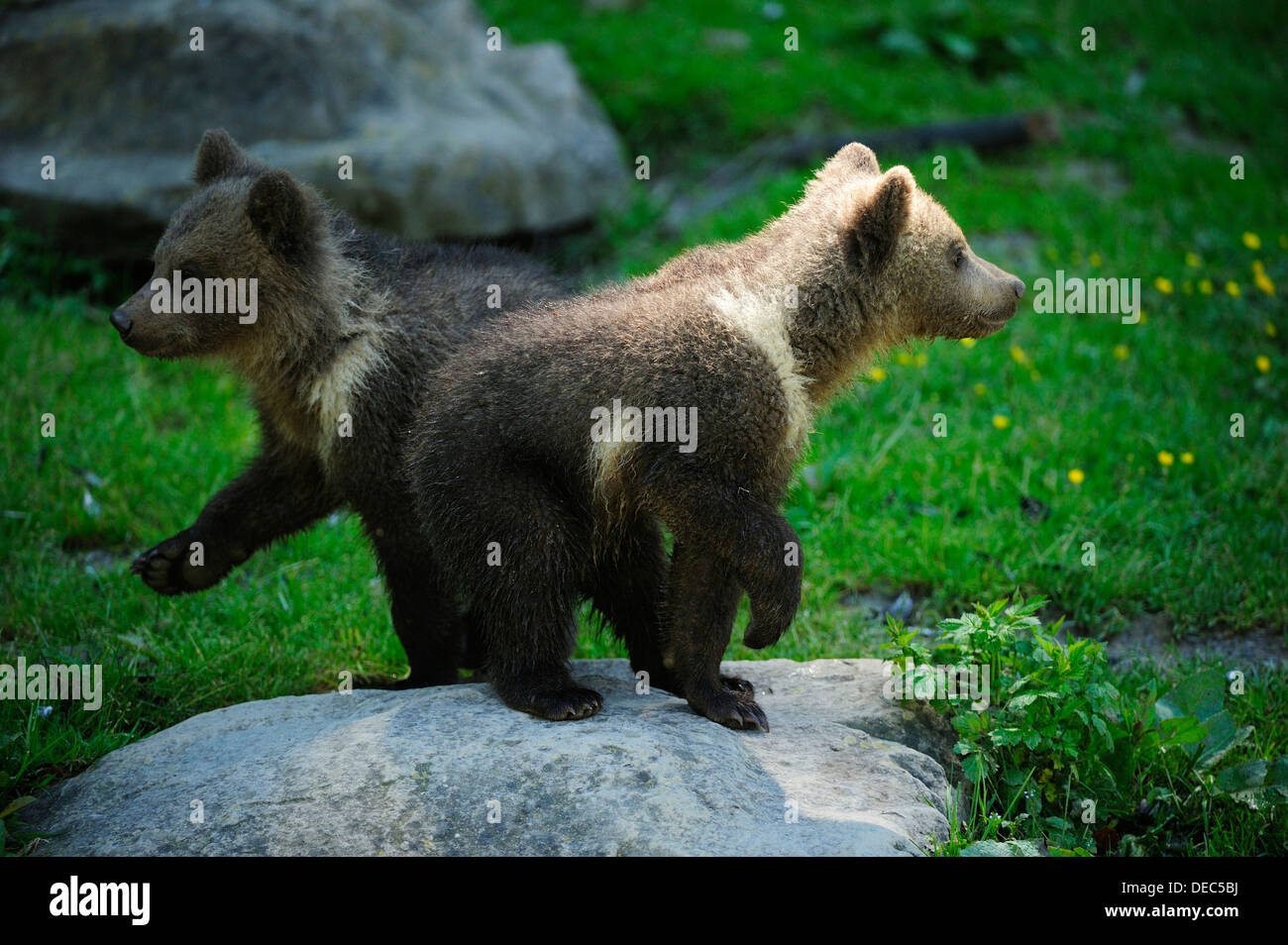 Two Brown Bears (Ursus arctos), cubs, 4 months, passing one another while taking a tour of discovery through their enclosure Stock Photo