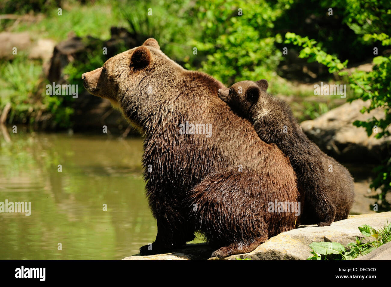 Brown Bears (Ursus arctos), cub, 4 months, trying to climb onto its mother's back, Adliswil, Canton of Zurich, Switzerland Stock Photo
