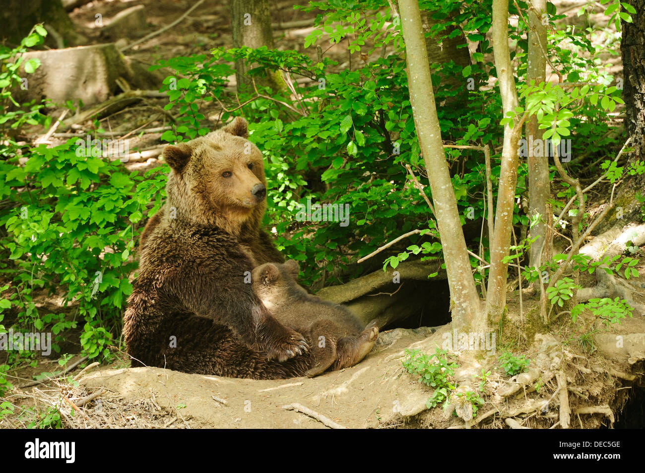 Brown Bear (Ursus arctos) sitting in front of its den in the forest and suckling her four-month-old bear cub, Langenberg Zoo Stock Photo