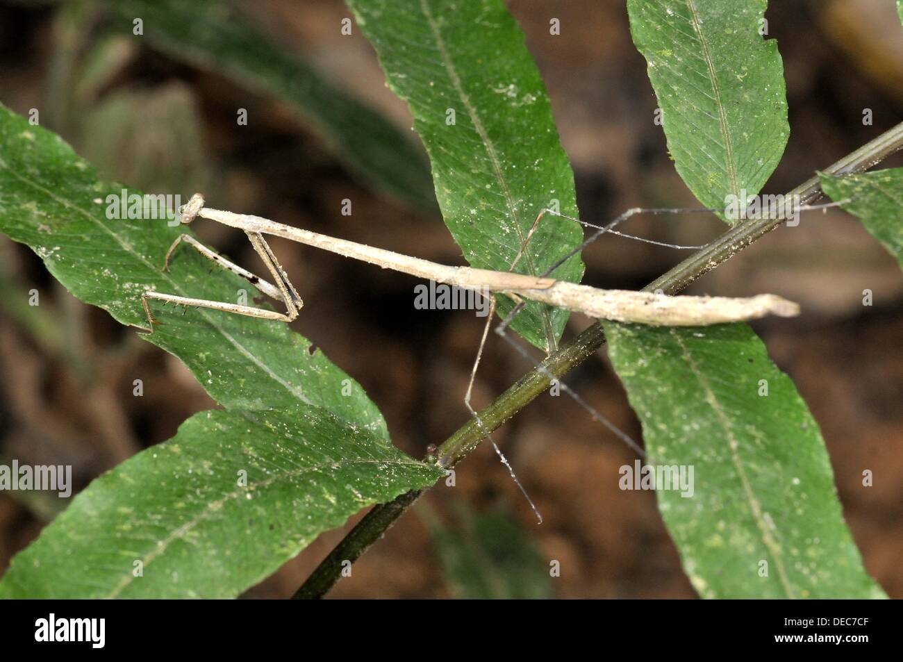 Insect walking stick order phasmatodea hires stock photography and