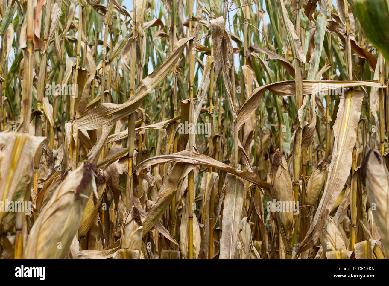 Yellowing corn stalks in a field Stock Photo