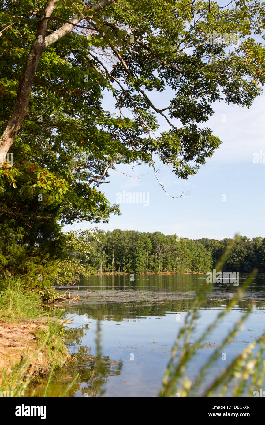 Trees reflect on calm water under a sunny sky Stock Photo - Alamy
