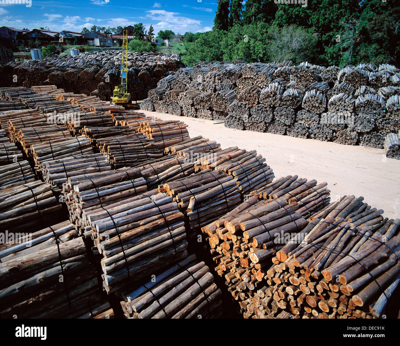 Eucalyptus wood, exportations near Rosario, Uruguay Stock Photo