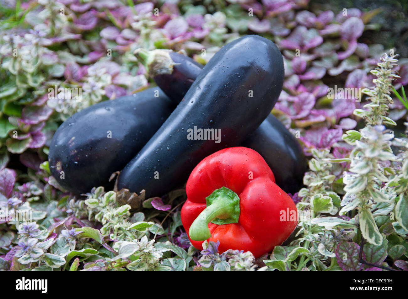 pepper and eggplants in the violet grass Stock Photo