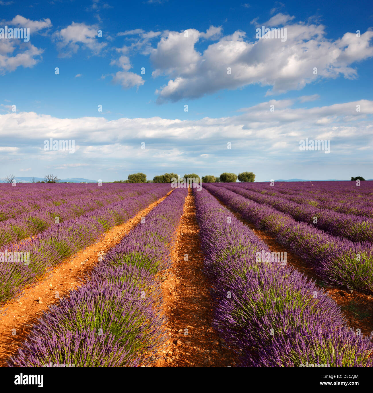 Lavender field, Provence Stock Photo