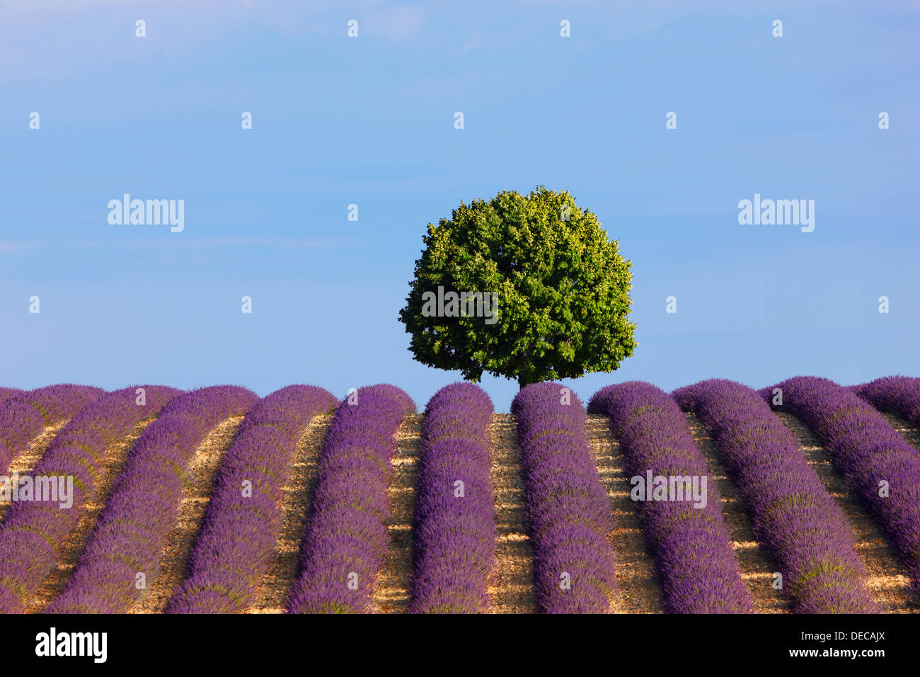 One tree in lavender field Stock Photo