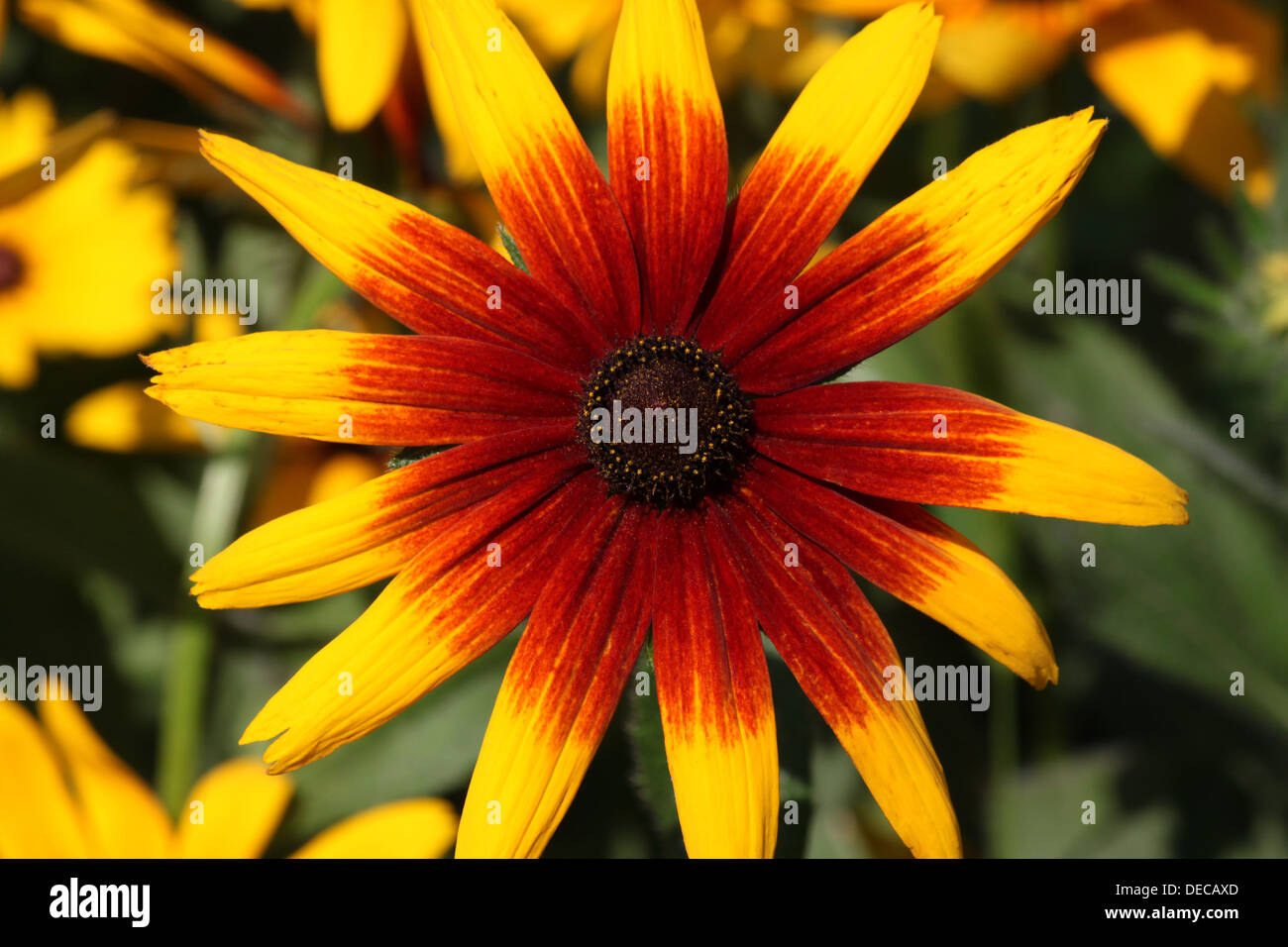 close up of golden yellow echinacea Stock Photo