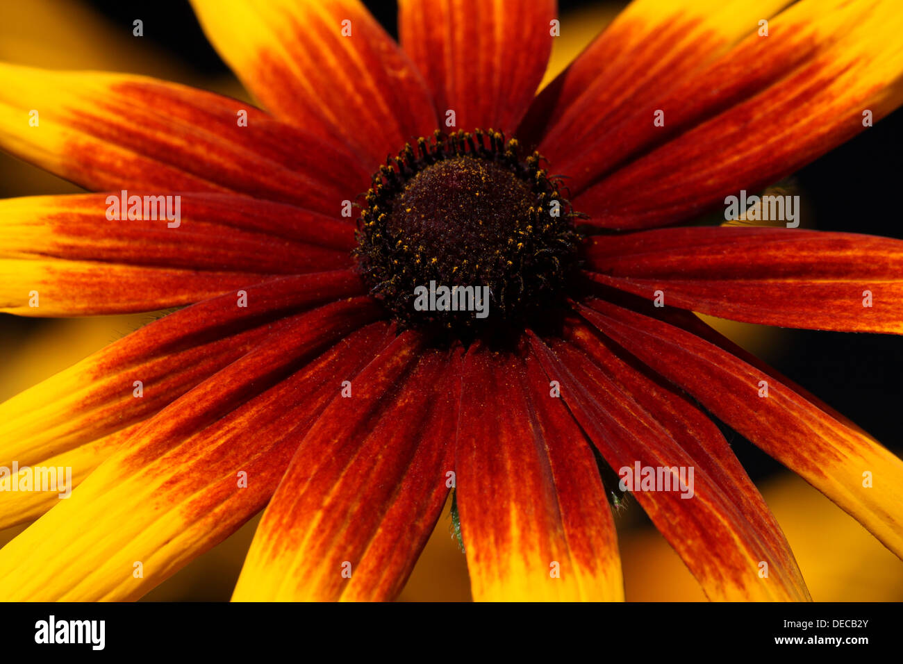 close up of yellow with red coneflower Stock Photo