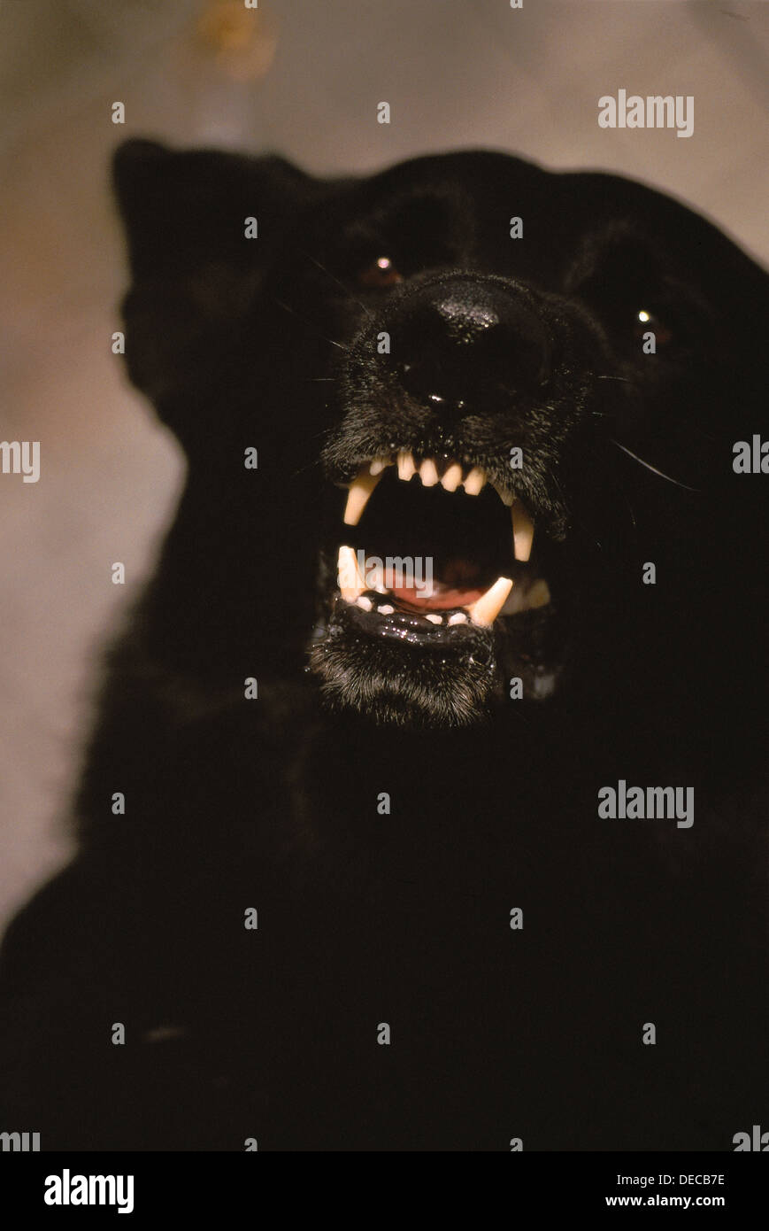 Black Dog Barking High Resolution Stock Photography and Images Alamy