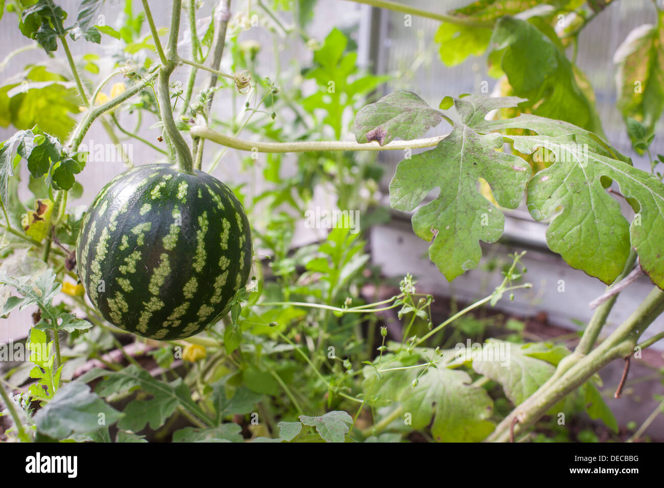 Watermelon in hothouse, closeup Stock Photo