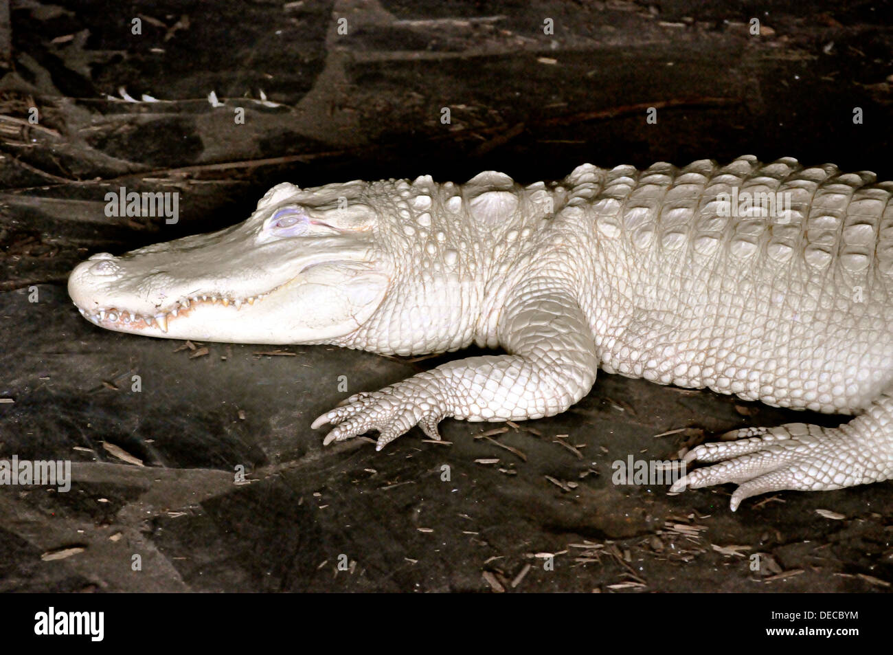Alligator Albino Stock Photo