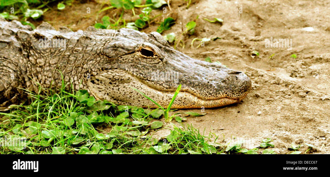 Alligator in the grass Stock Photo