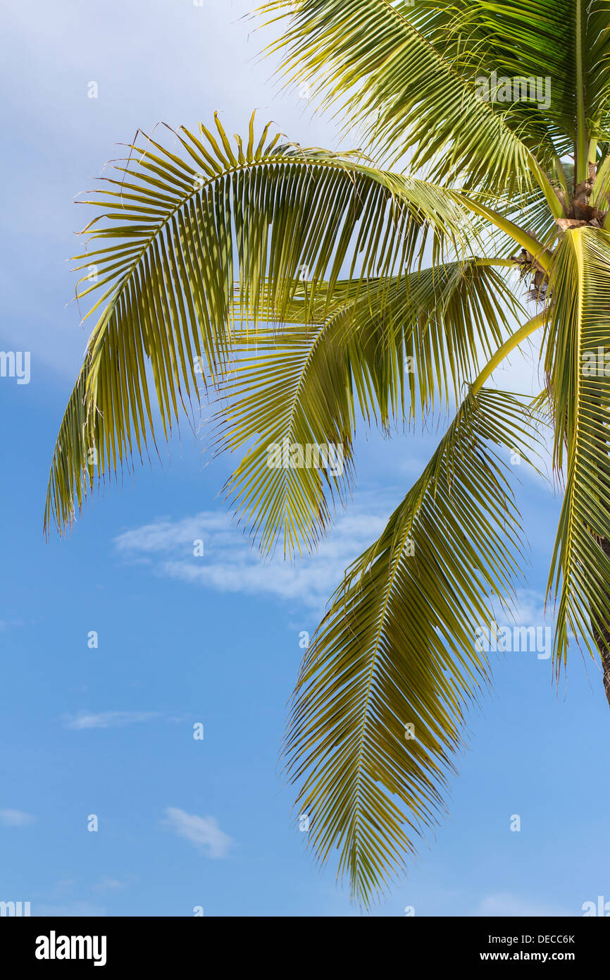 Palm tree on blue sky background Stock Photo - Alamy