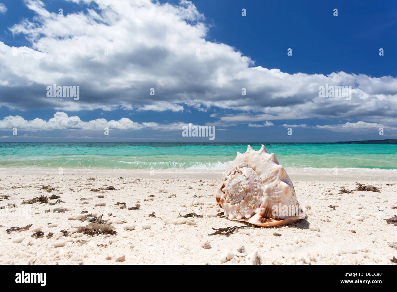 Seashell on tropical beach  Stock Photo