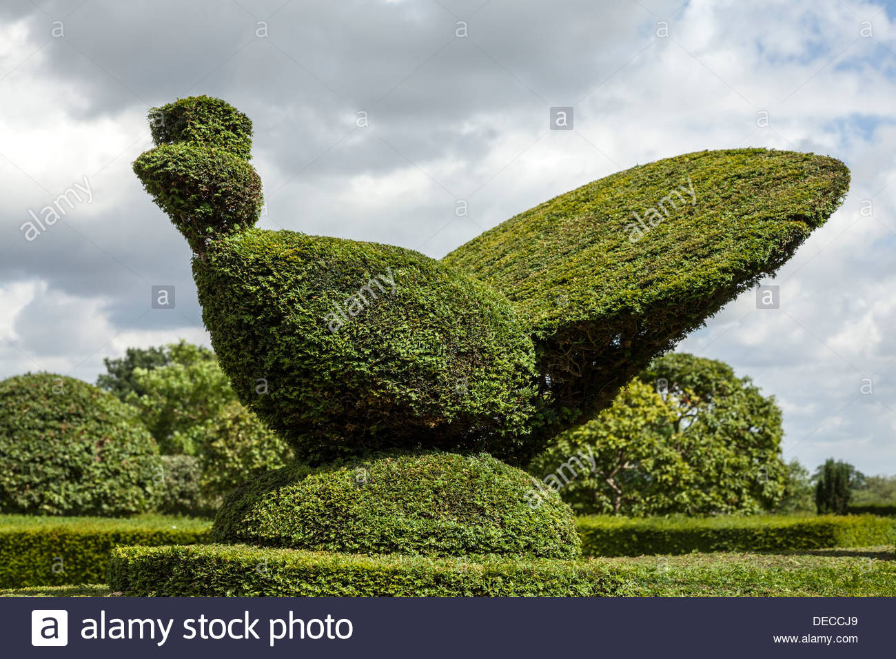 Topiary hedge Peacock Stock Photo 60509633 Alamy
