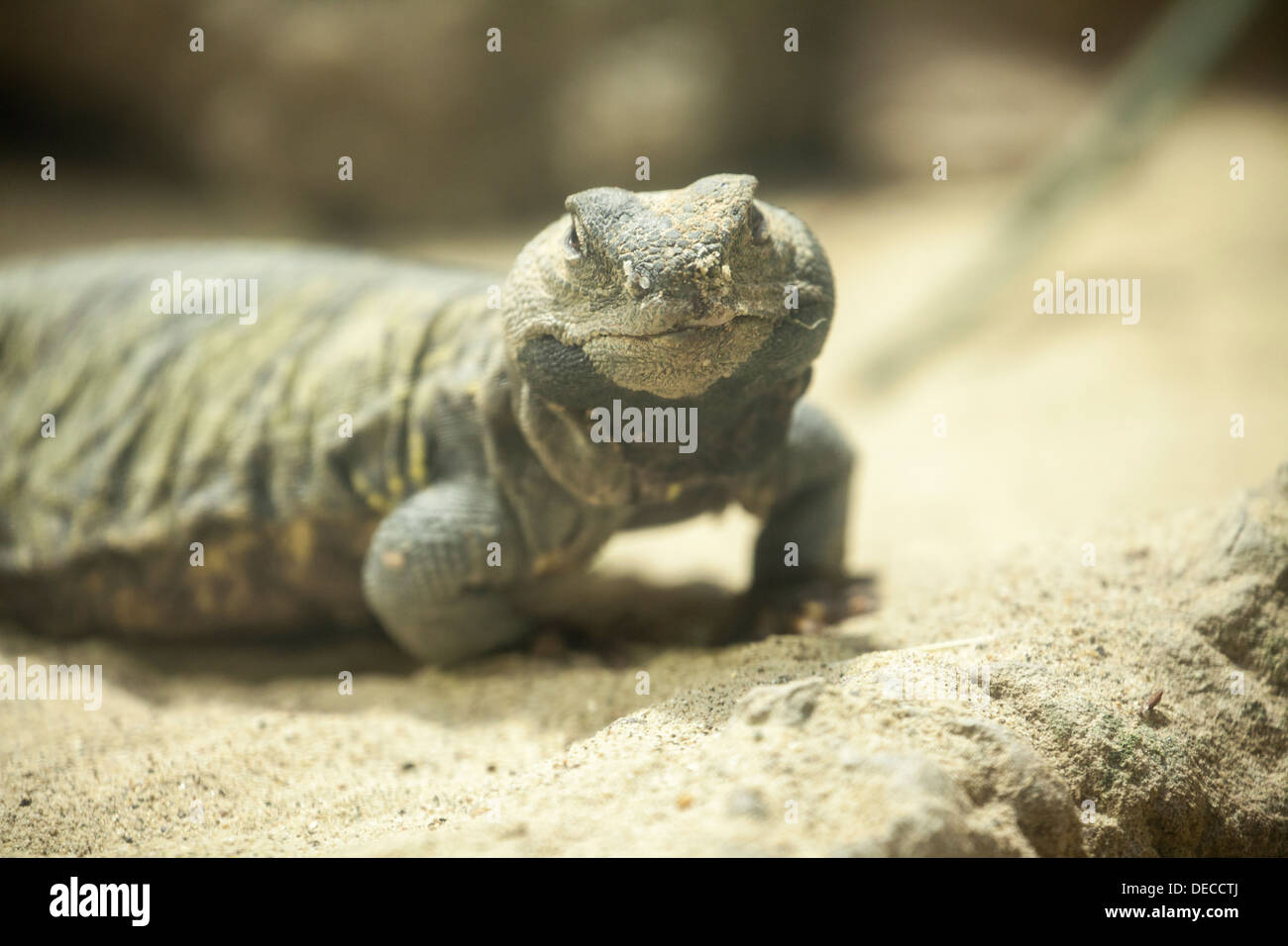 Lizard In Rome Spiny-tailed lizard, Sudan Uromastyx, in Bioparco, Rome, Italy, Europe ...