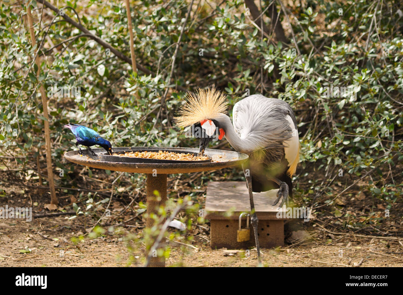 two birds that eat seeds and grains