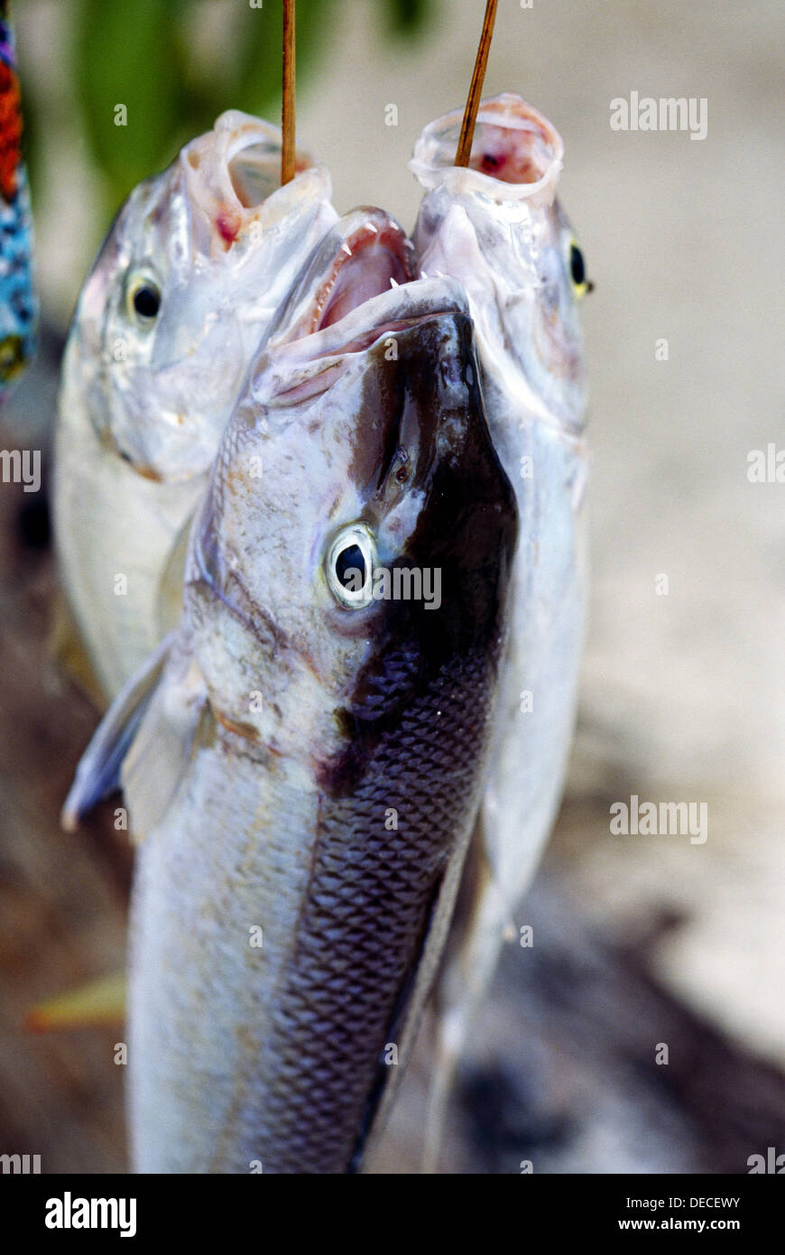 Fish. La Digue island, Seychelles Stock Photo Alamy