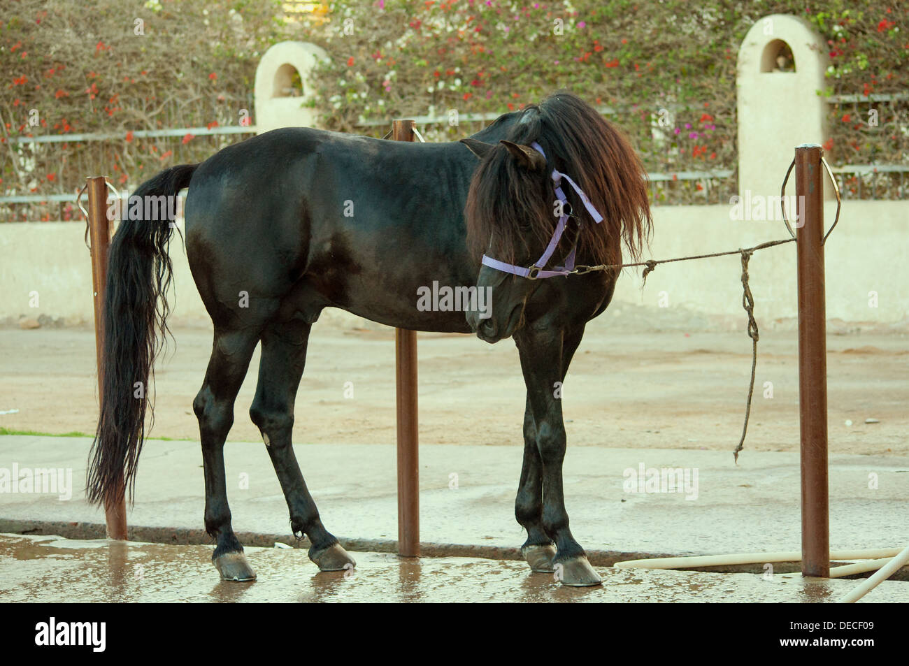 standing black arab horse Stock Photo