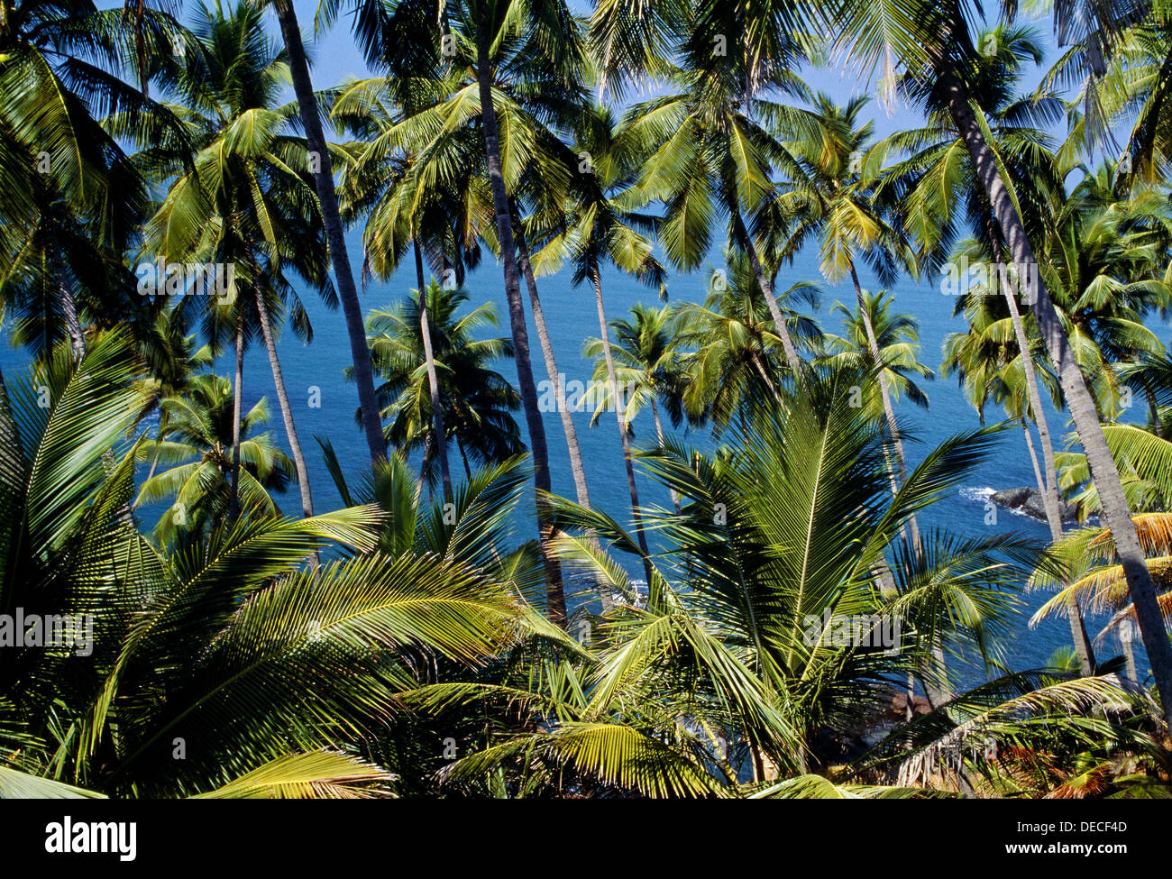 Coconut trees, South Goa. Goa. India Stock Photo Alamy