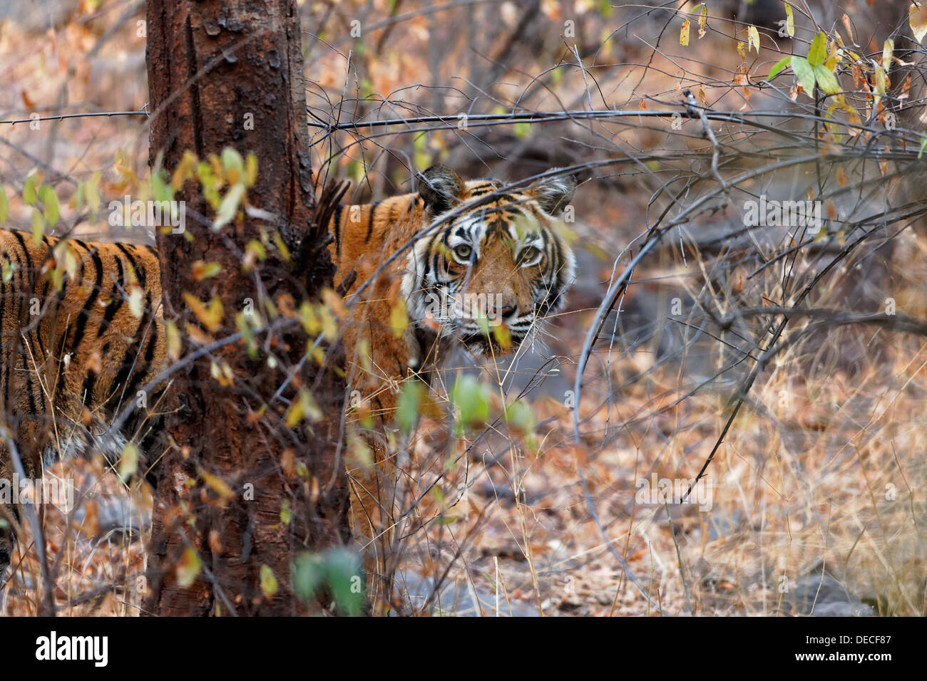 Bengal Tigress Machali staring beside the trees at Ranthambhore Forest, India. ( Panthera Tigris ) Stock Photo