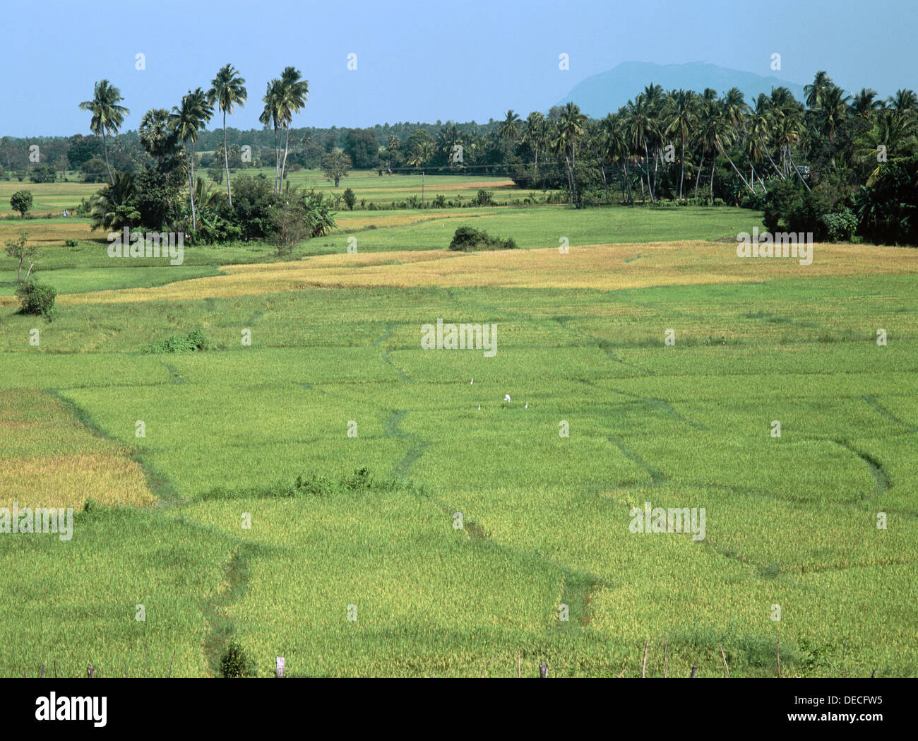 Rice fields near Polonnaruwa. Sri Lanka Stock Photo Alamy
