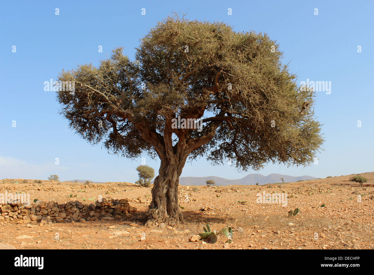 Argan tree Stock Photo Alamy