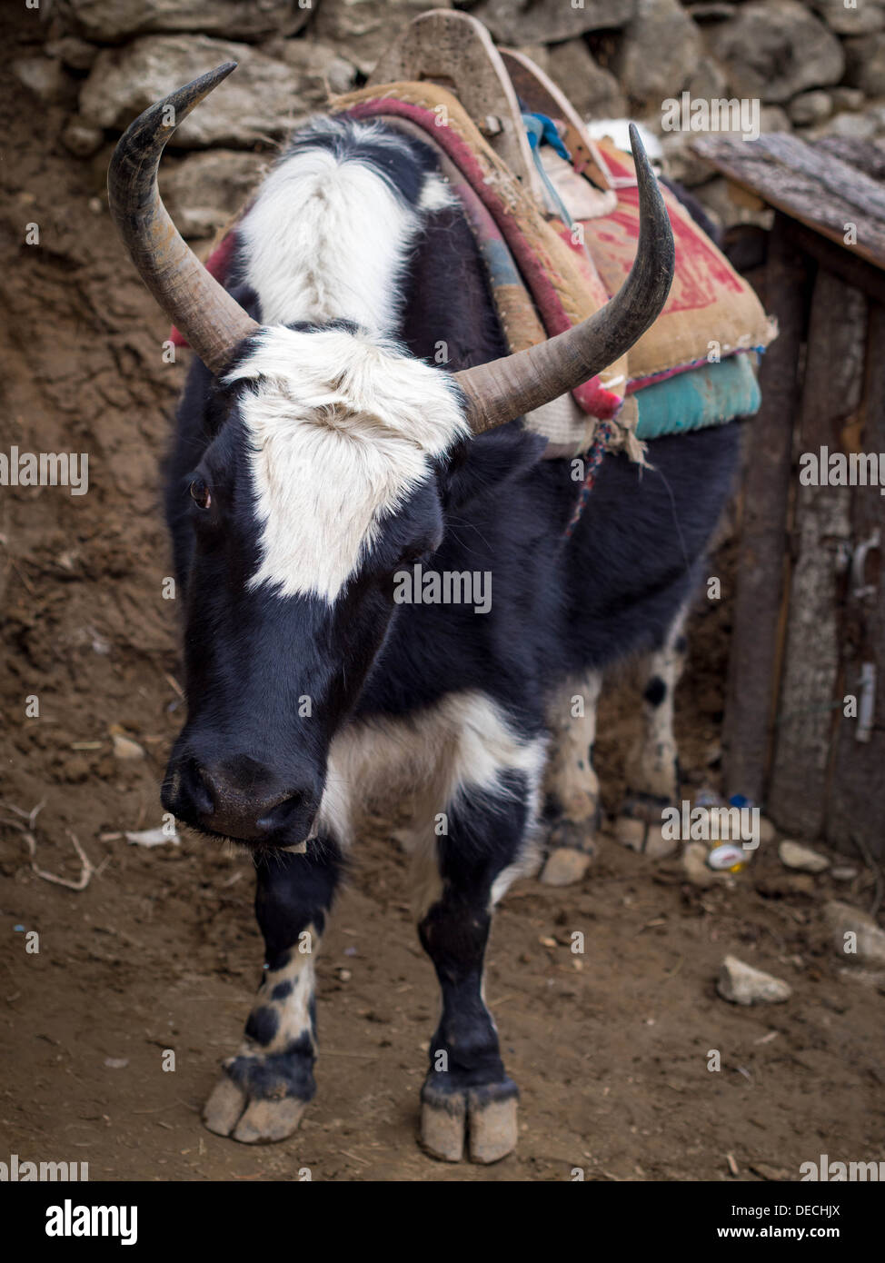 Dzo, hybrid between the yak and domestic cattle. Used as pack animals in  the Everest National Park, Nepal Stock Photo - Alamy