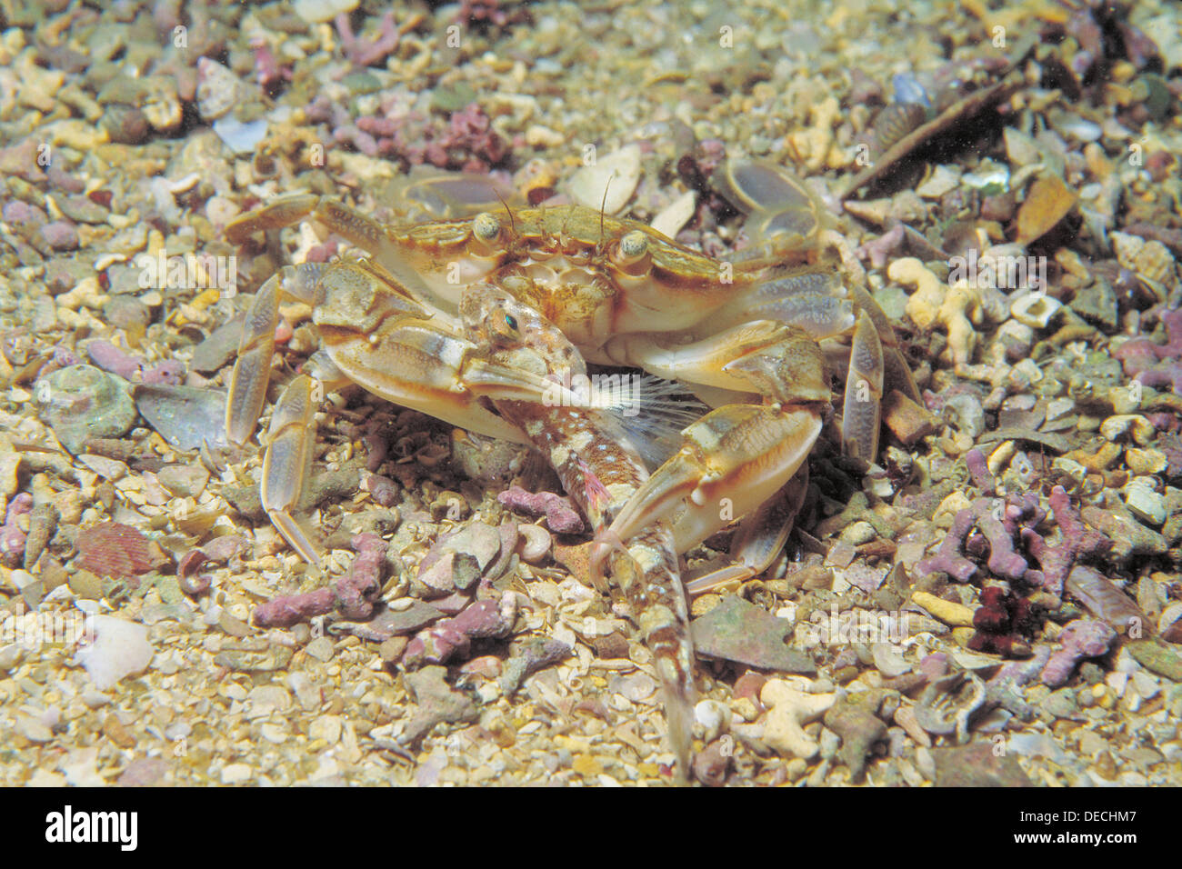 Crab (Liocarcinus marmoreus) eating goby (Pomatoschistus pictus Stock