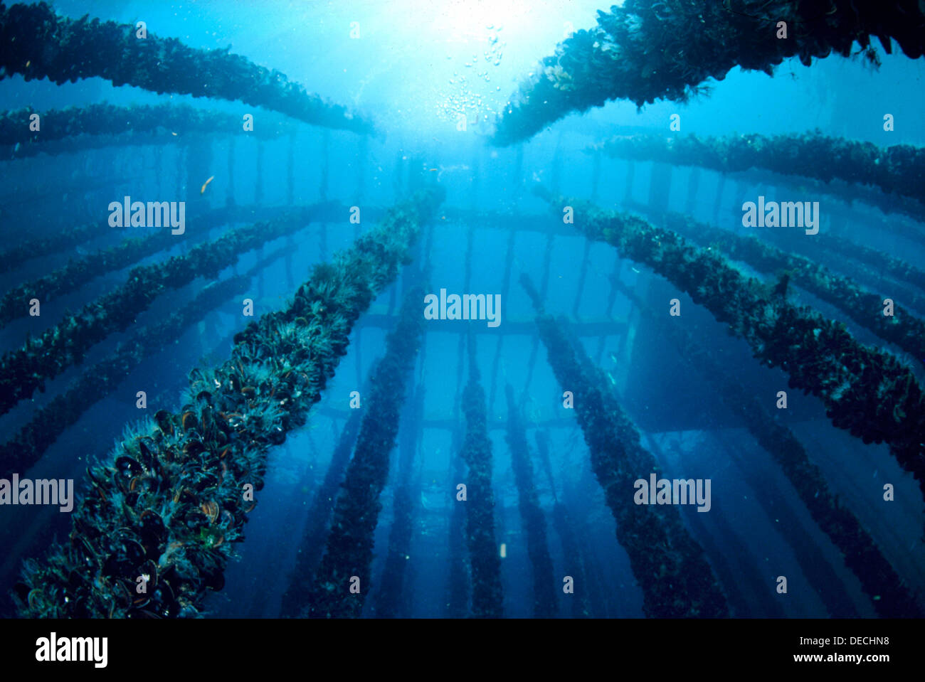Mussel farm. Galicia, Spain Stock Photo Alamy