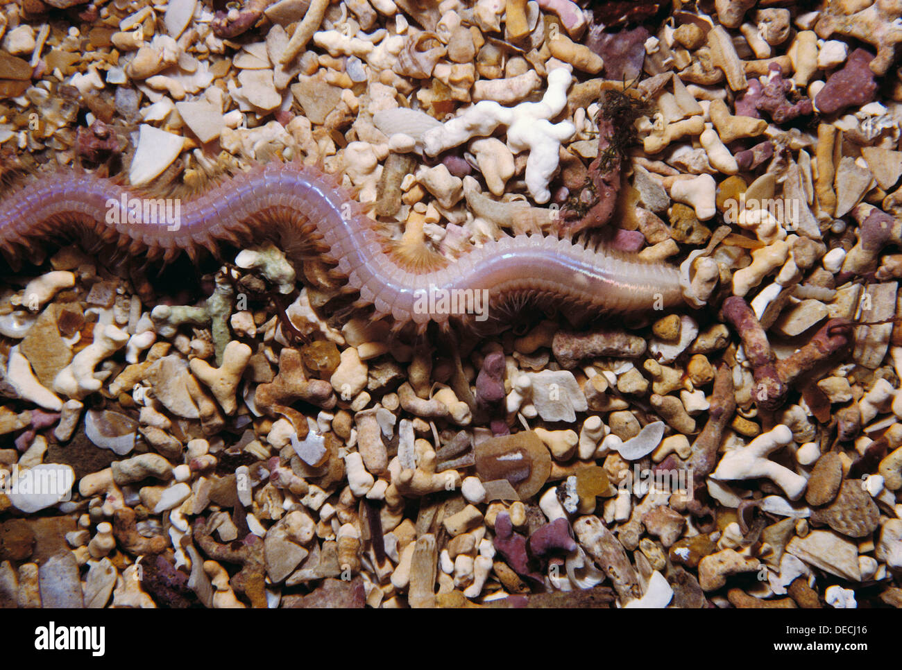 Sand worm (Nephtys caeca). Ria of Vigo, Pontevedra province