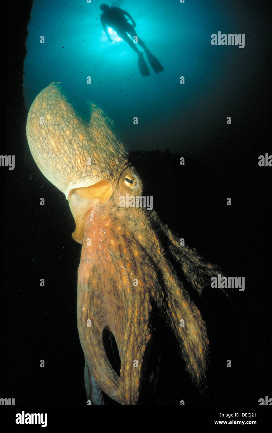 Octopus (Octopus vulgaris) and scuba diver Stock Photo Alamy