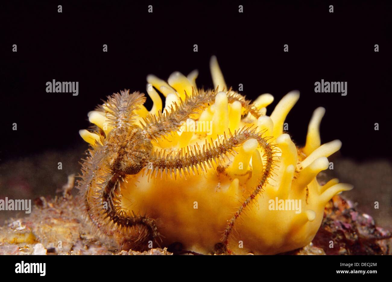 Common brittle star (Ophiothrix fragilis), Eastern Atlantic, Galicia