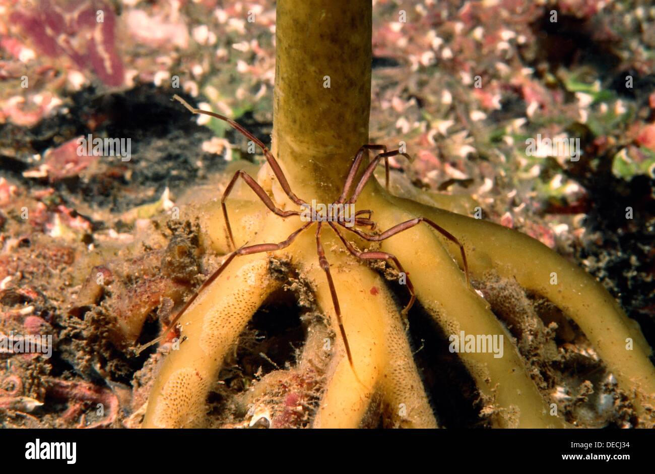 Pycnogonida, Sea Spider (Nymphon gracile), Eastern Atlantic, Galicia, Spain Stock Photo