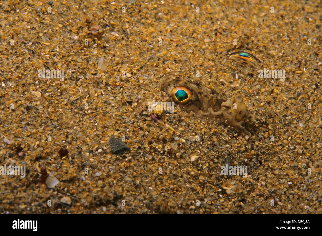 Solea senegalensis hi-res stock photography and images - Alamy