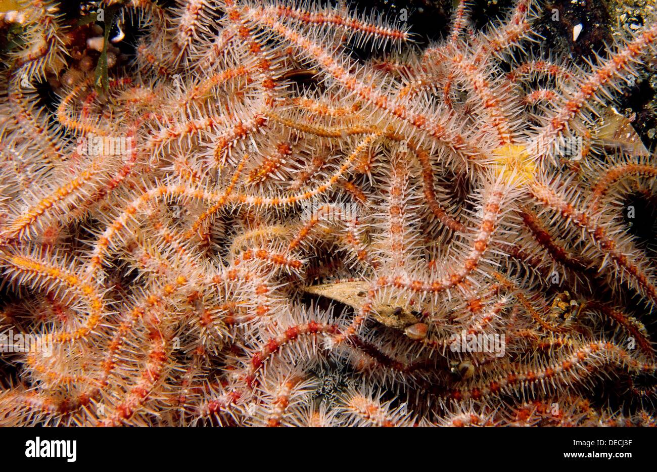 Grouping of Common brittle star (Ophiothrix fragilis), Eastern Atlantic