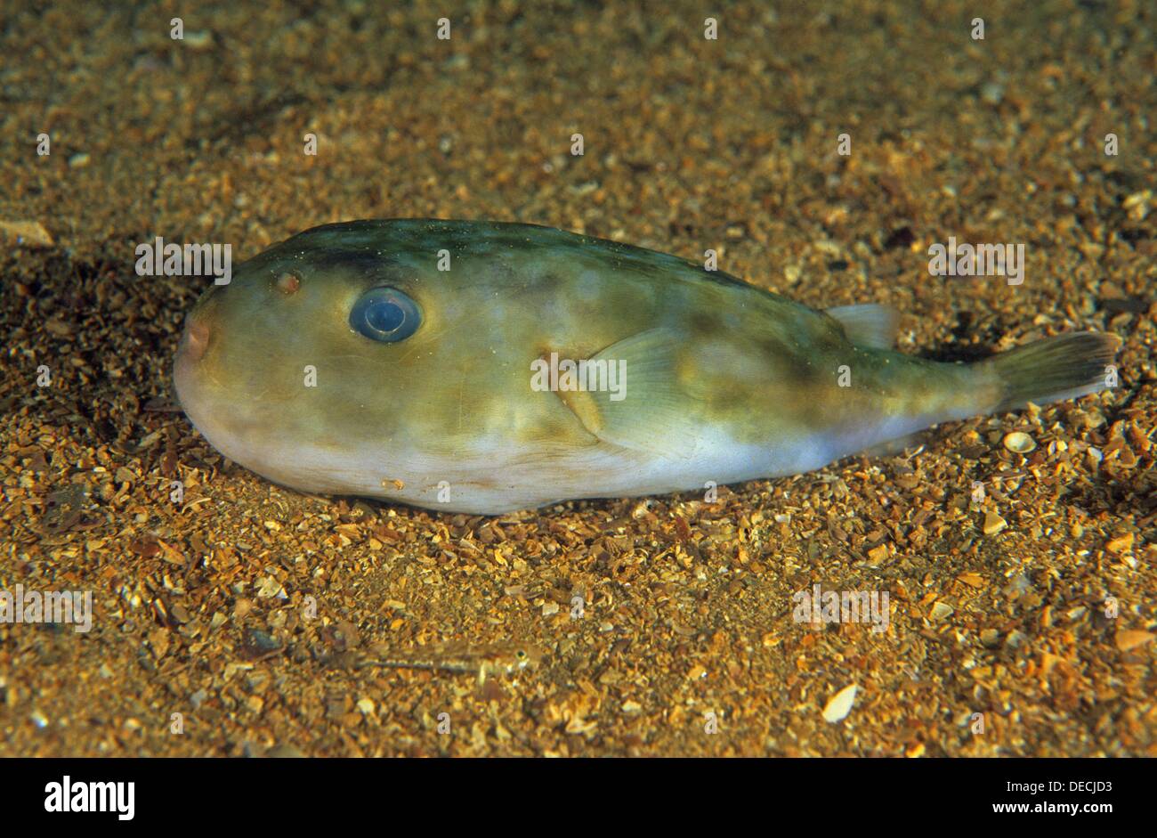 Oceanic puffer, Rabbit fish (Lagocephalus lagocephalus), Eastern Stock  Photo - Alamy
