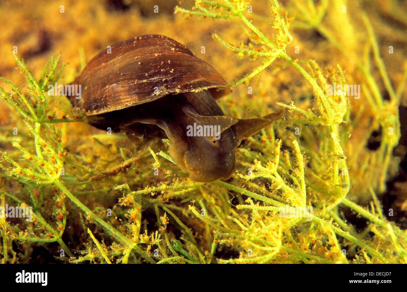 Freshwater snail, pond snail (Lymnaea peregra), Lake Lago del Valle