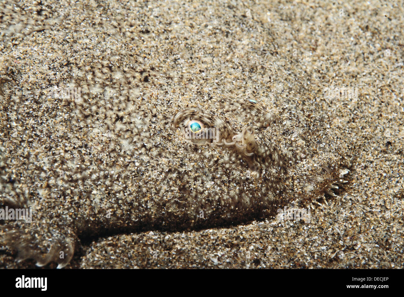 Senegalese sole hi-res stock photography and images - Alamy