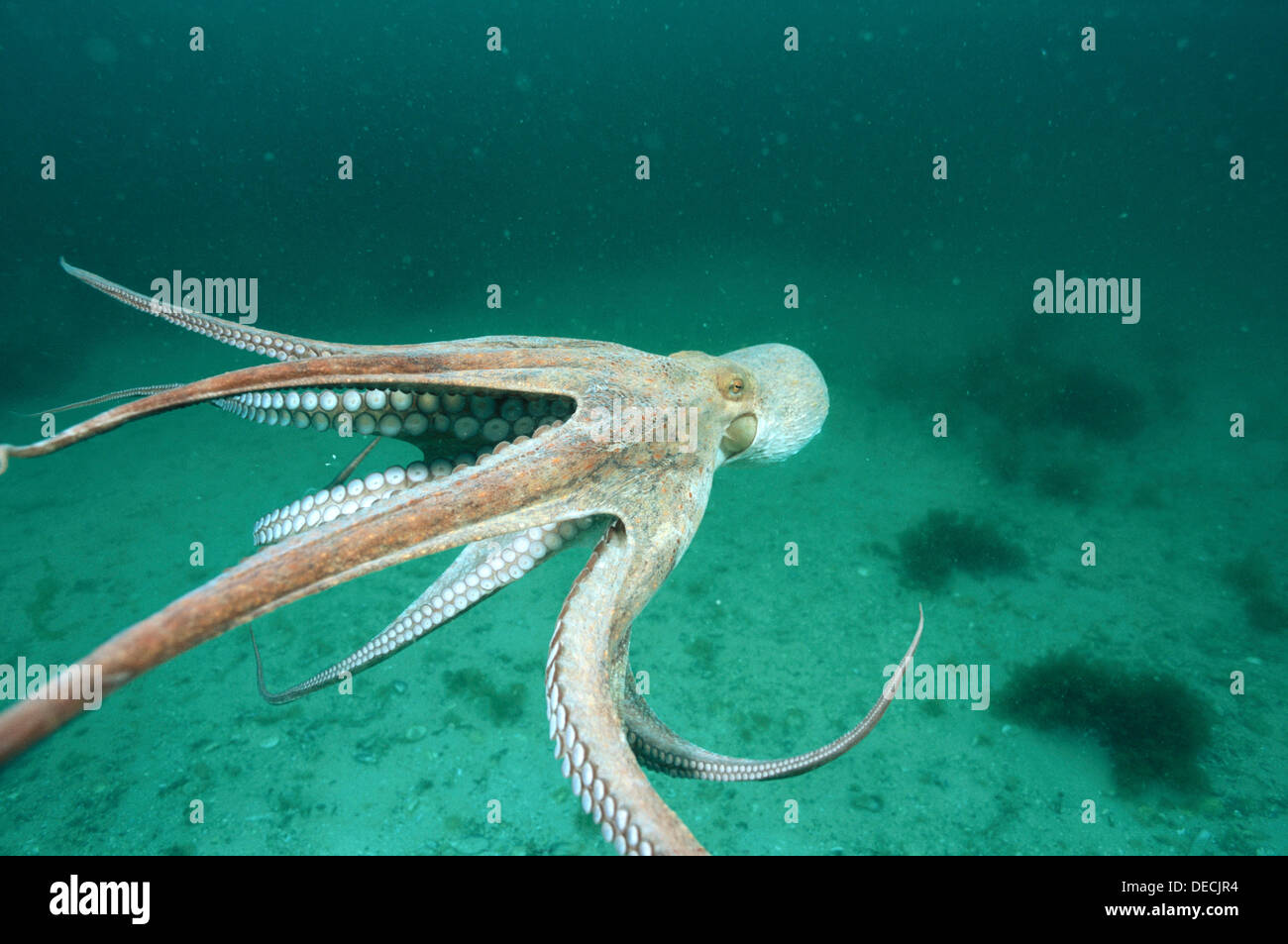 Common Octopus (Octopus vulgaris). Galicia, Spain Stock Photo Alamy