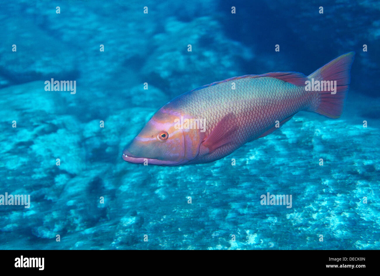 Savage Islands (aka Selvagens Islands), near Madeira. Barred hogfish