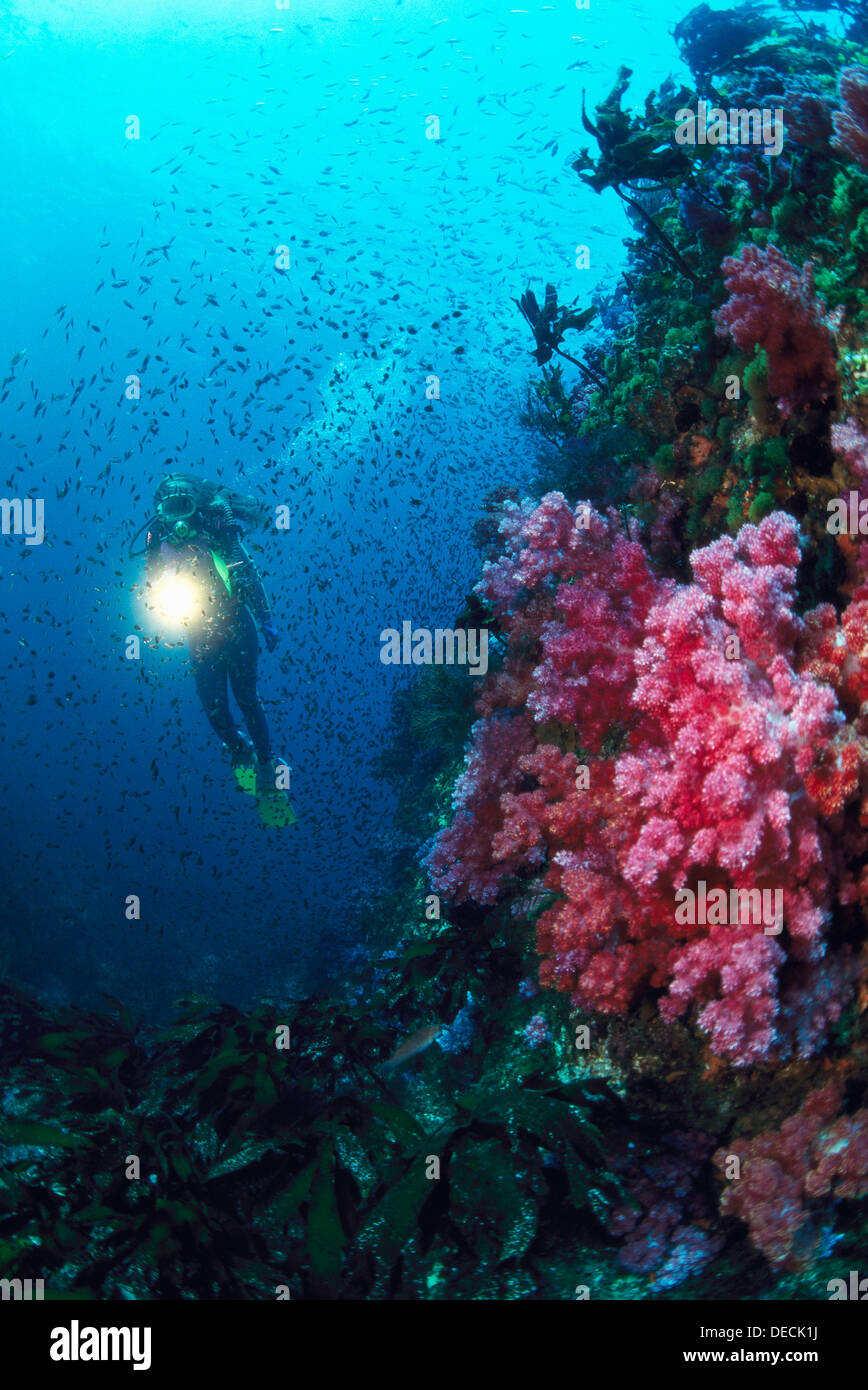 Diving in Jejudo. South Korea Stock Photo Alamy