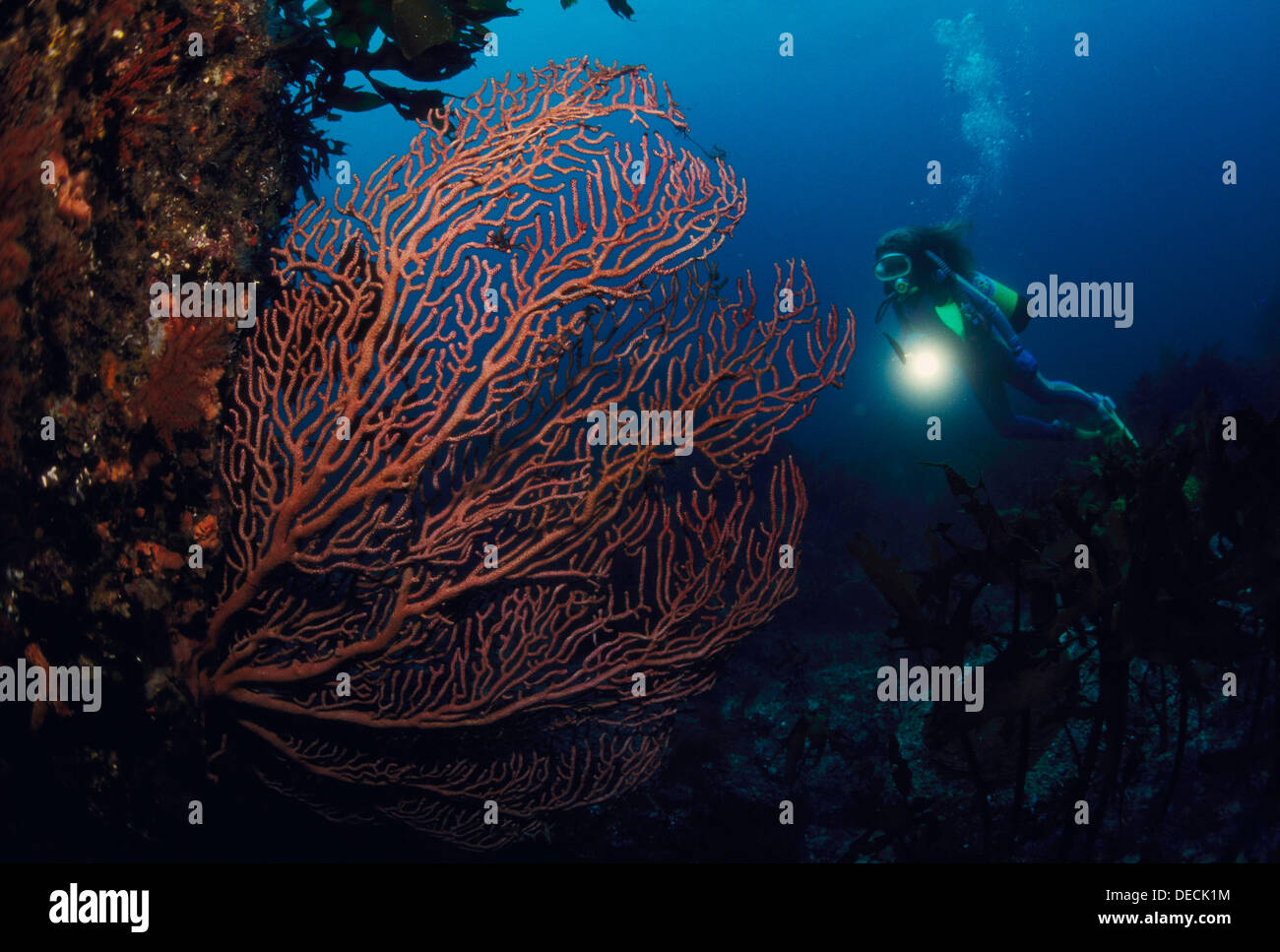 Diving in Jejudo. South Korea Stock Photo Alamy