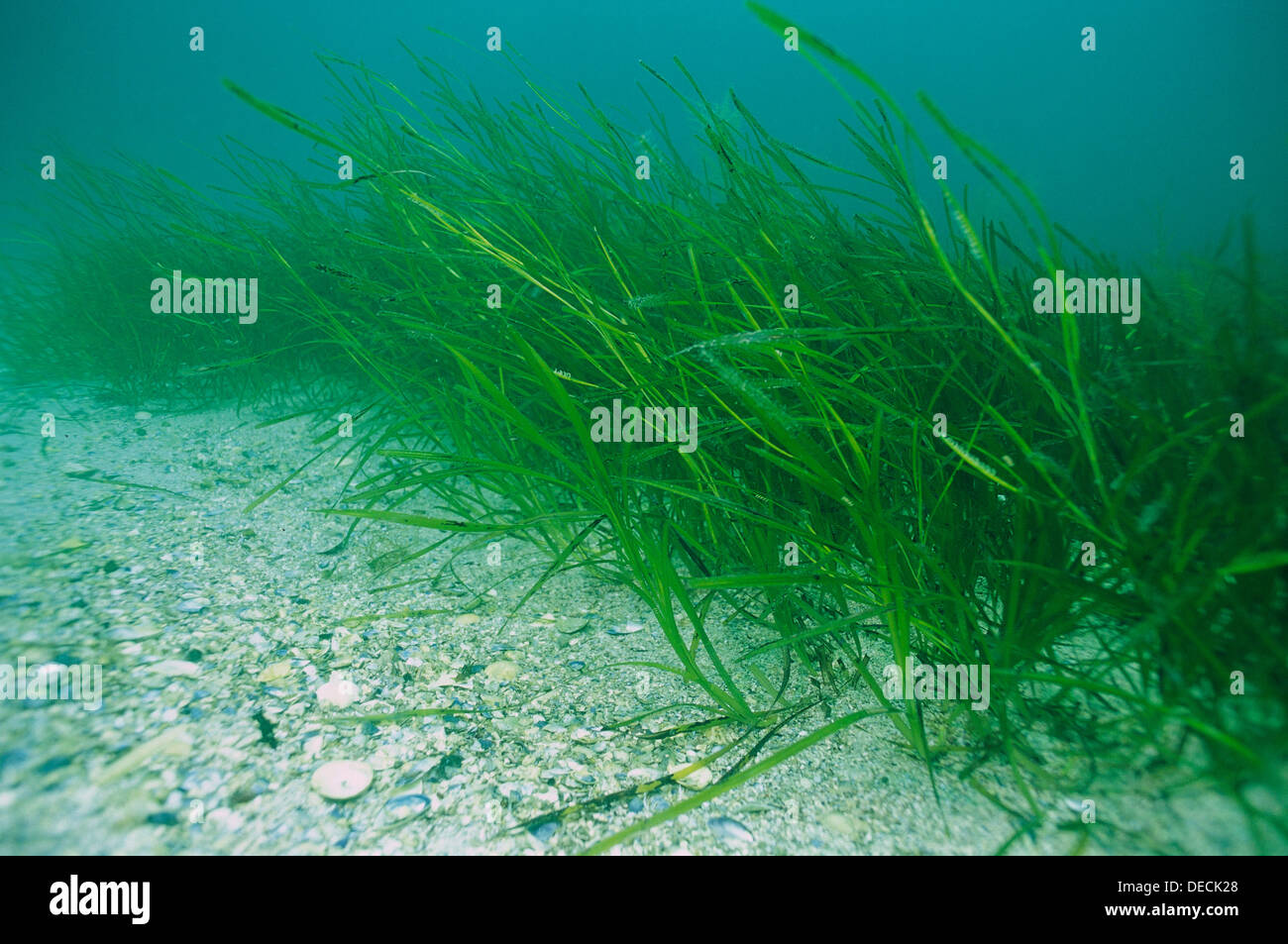 Eastern Atlantic Galicia Spain Eel grass Zostera marina Stock Photo