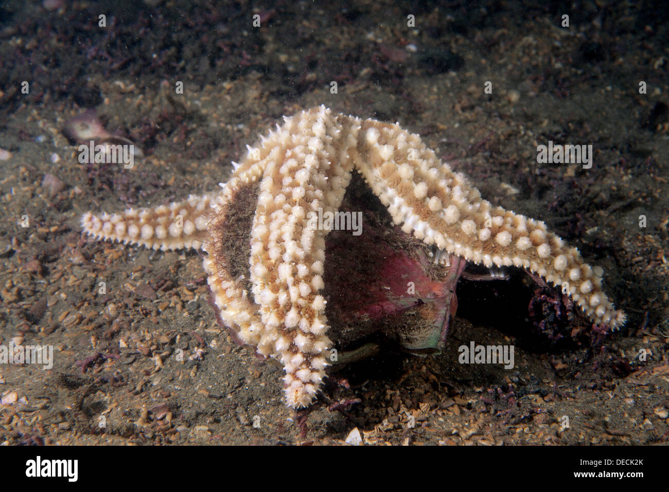 Spiny Scallop High Resolution Stock Photography and Images - Alamy