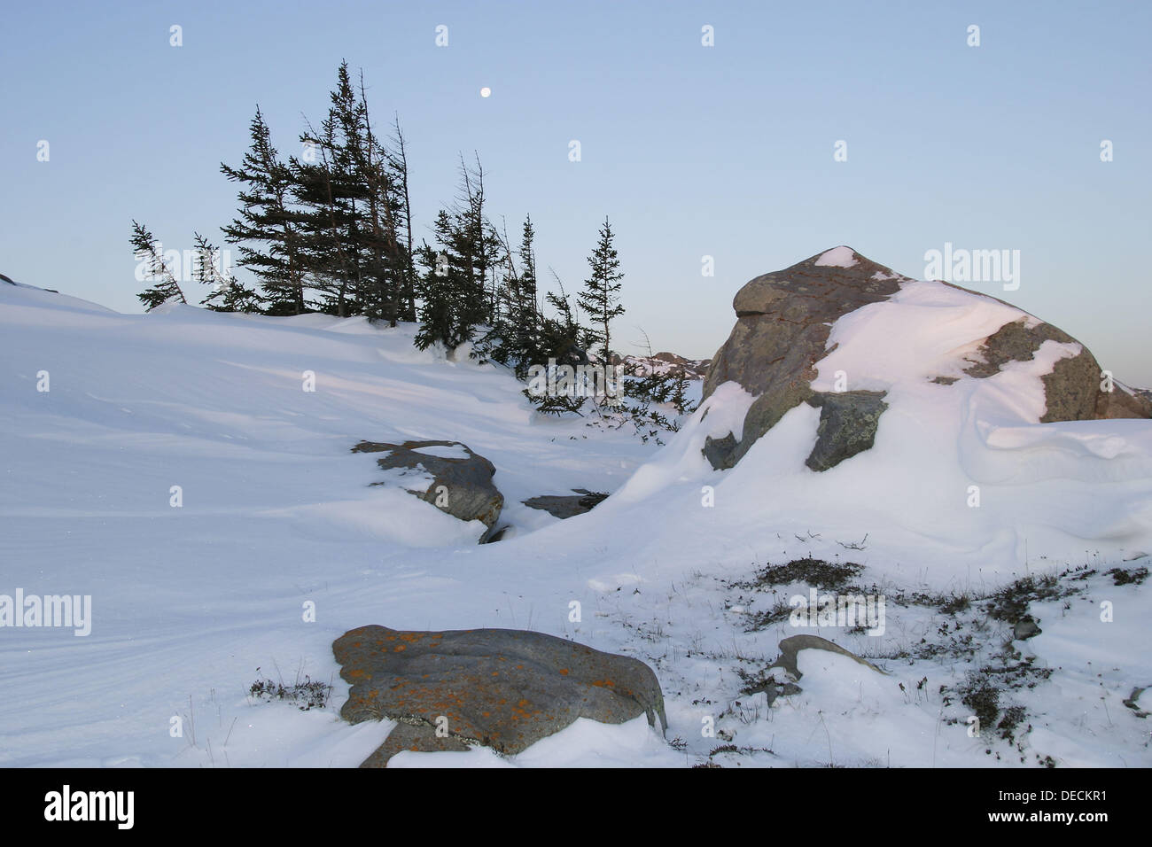 Near full moon rising over boreal forest and snow drifted rocks near