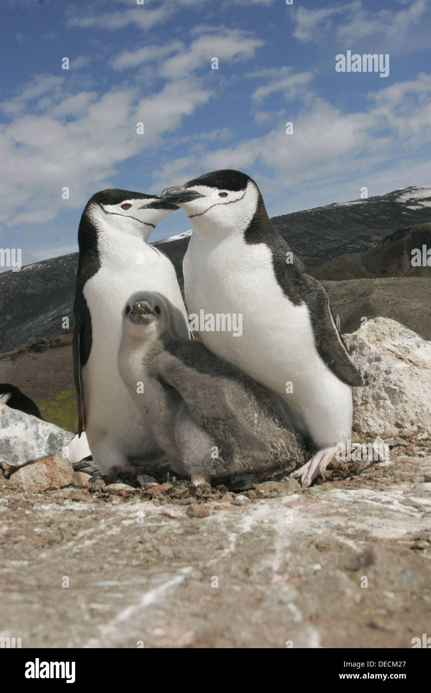 Chinstrap penguins (Pygoscelis antarctica) in their breeding and